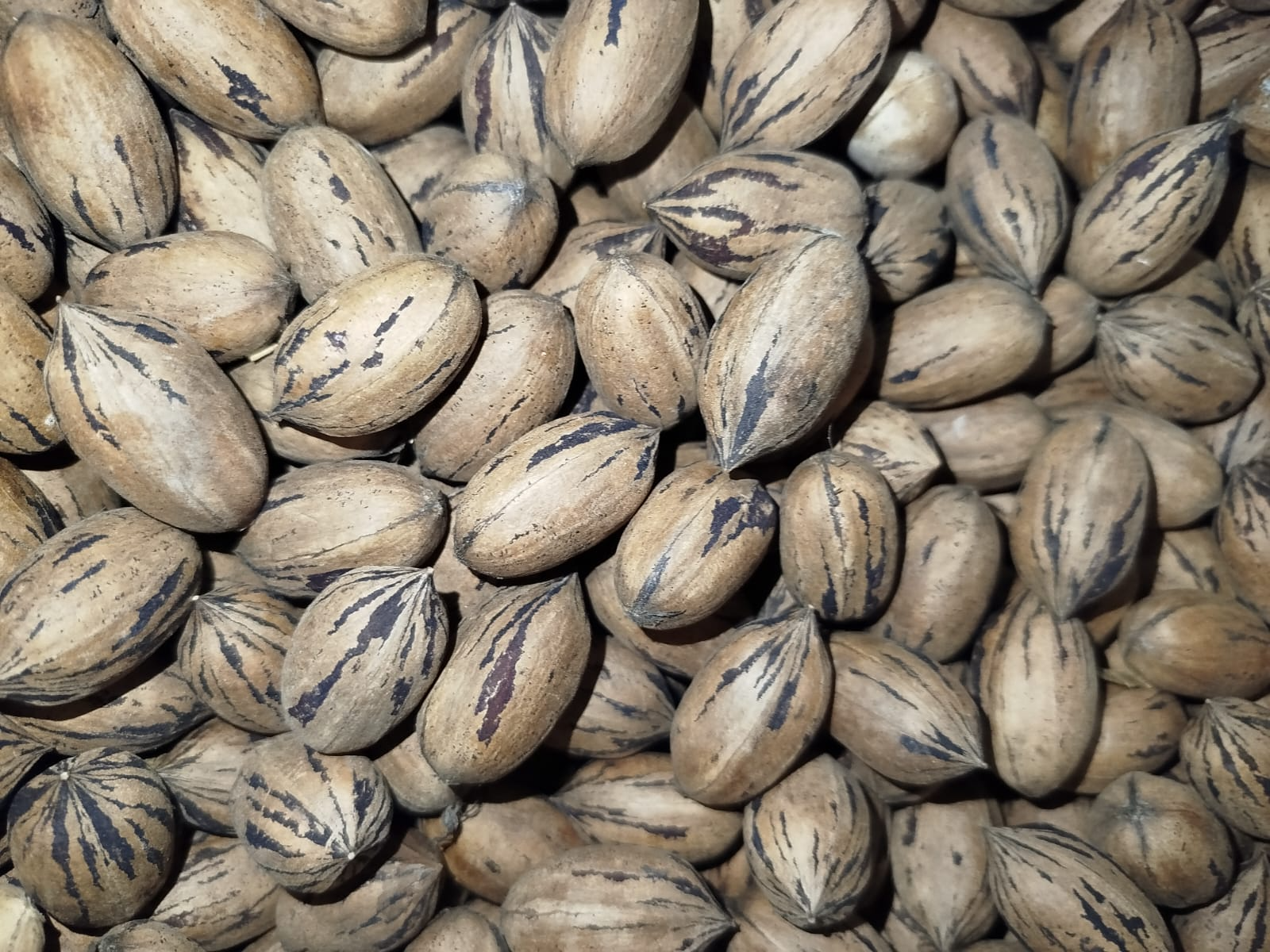 NUEZ PECAN CON CÁSCARA