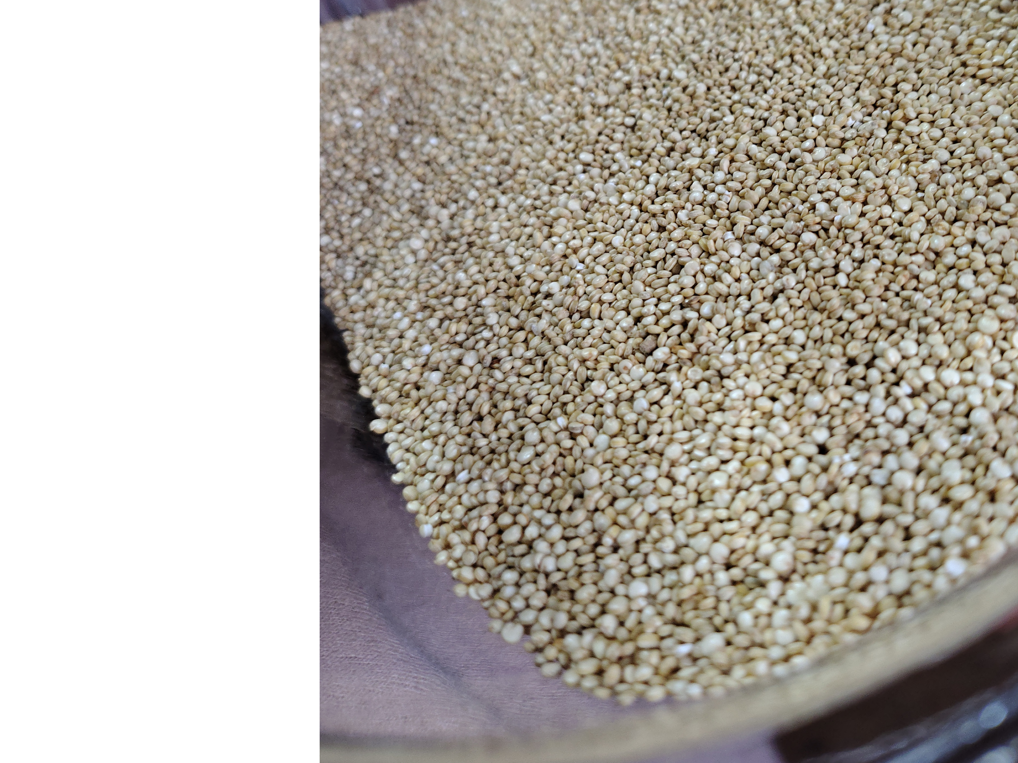 Quinoa semillas