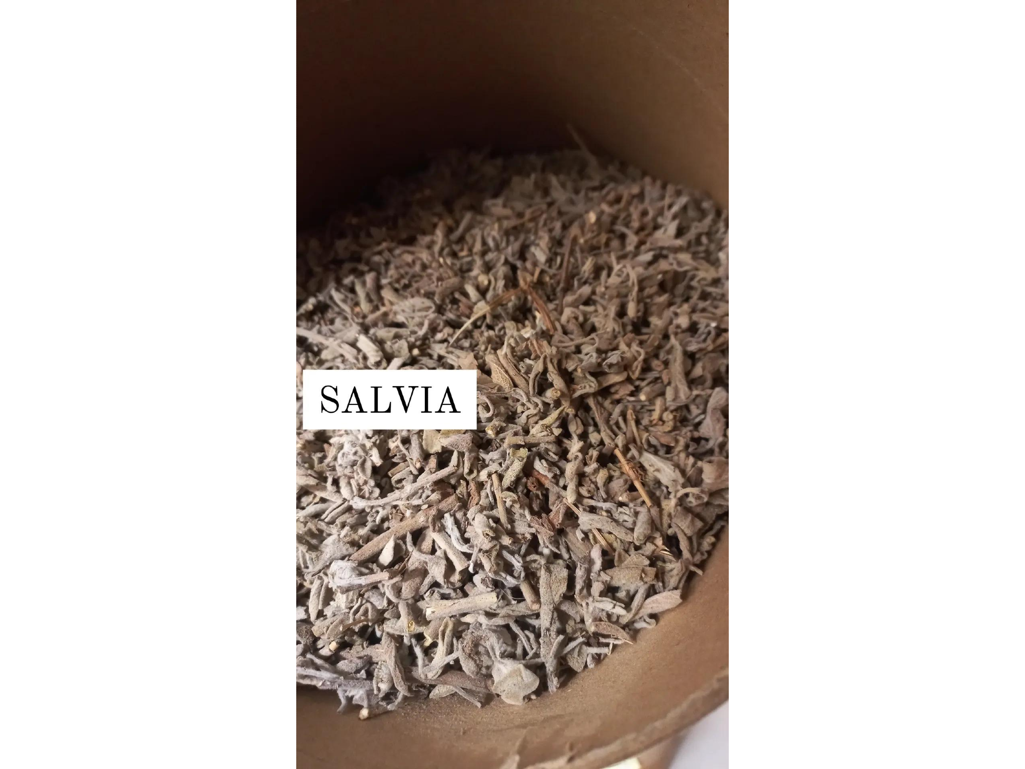 Salvia