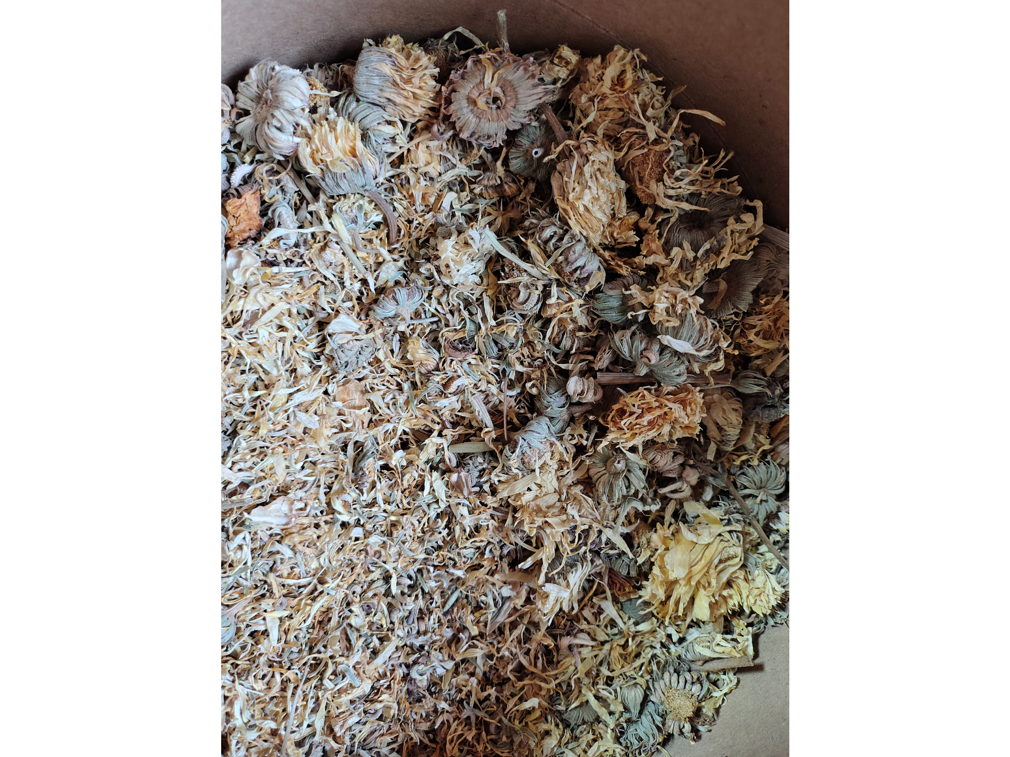 Calendula