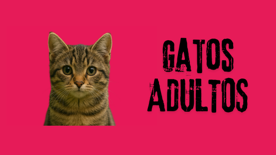GATOS ADULTOS