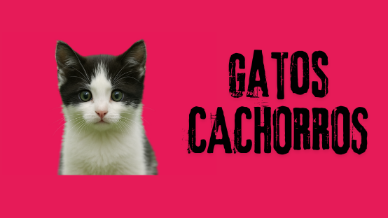 GATOS CACHORROS