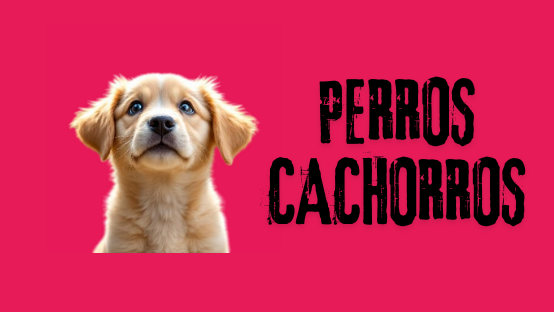 PERROS CACHORROS