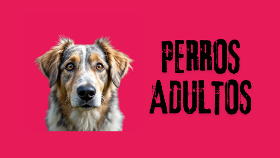PERROS ADULTOS