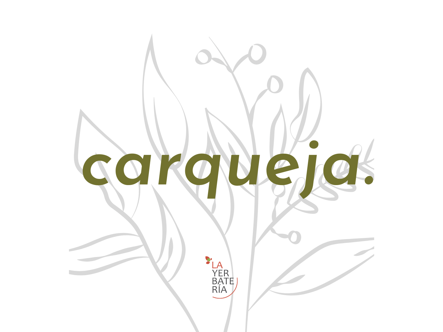 Carqueja