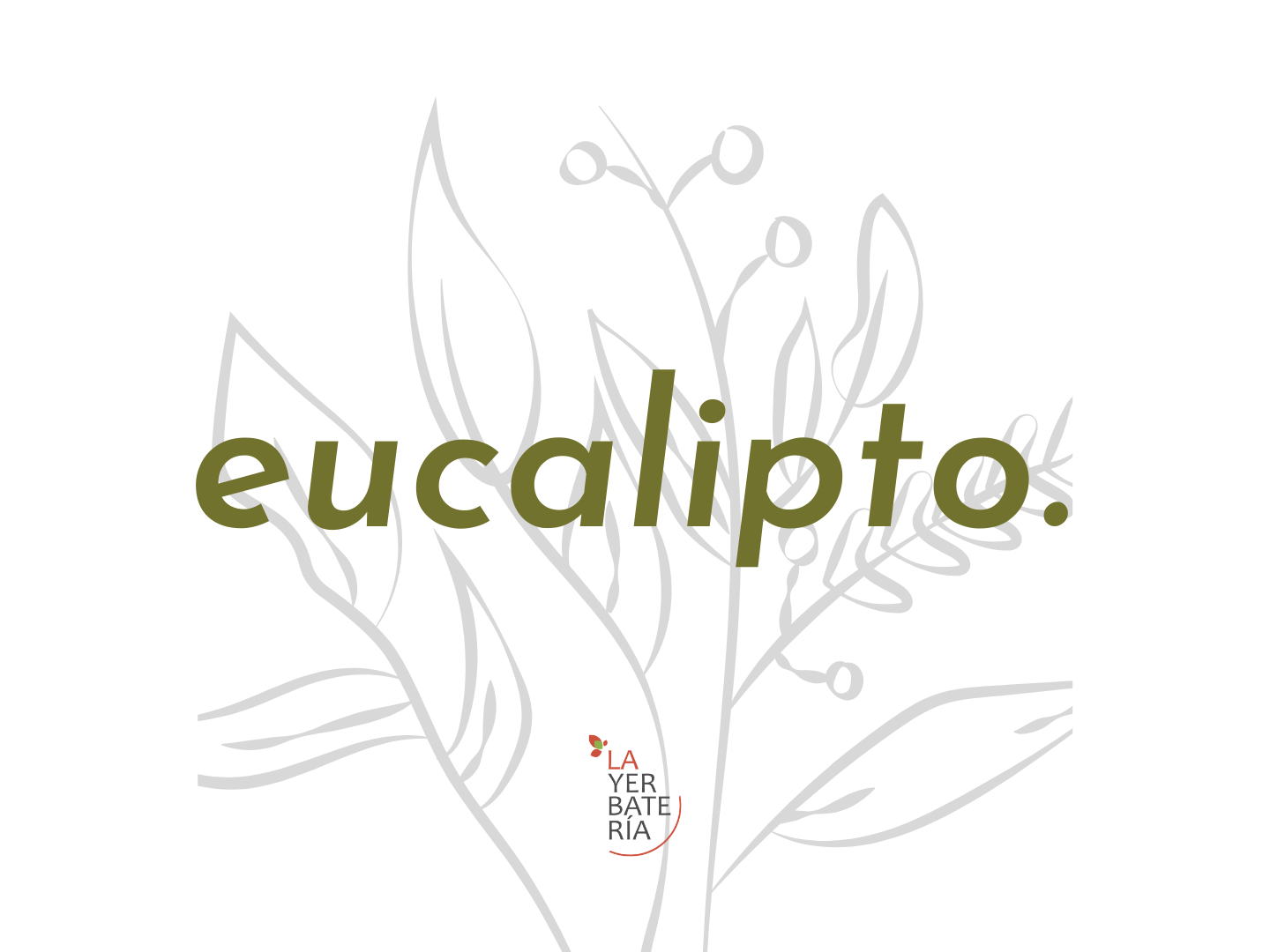 Eucalipto