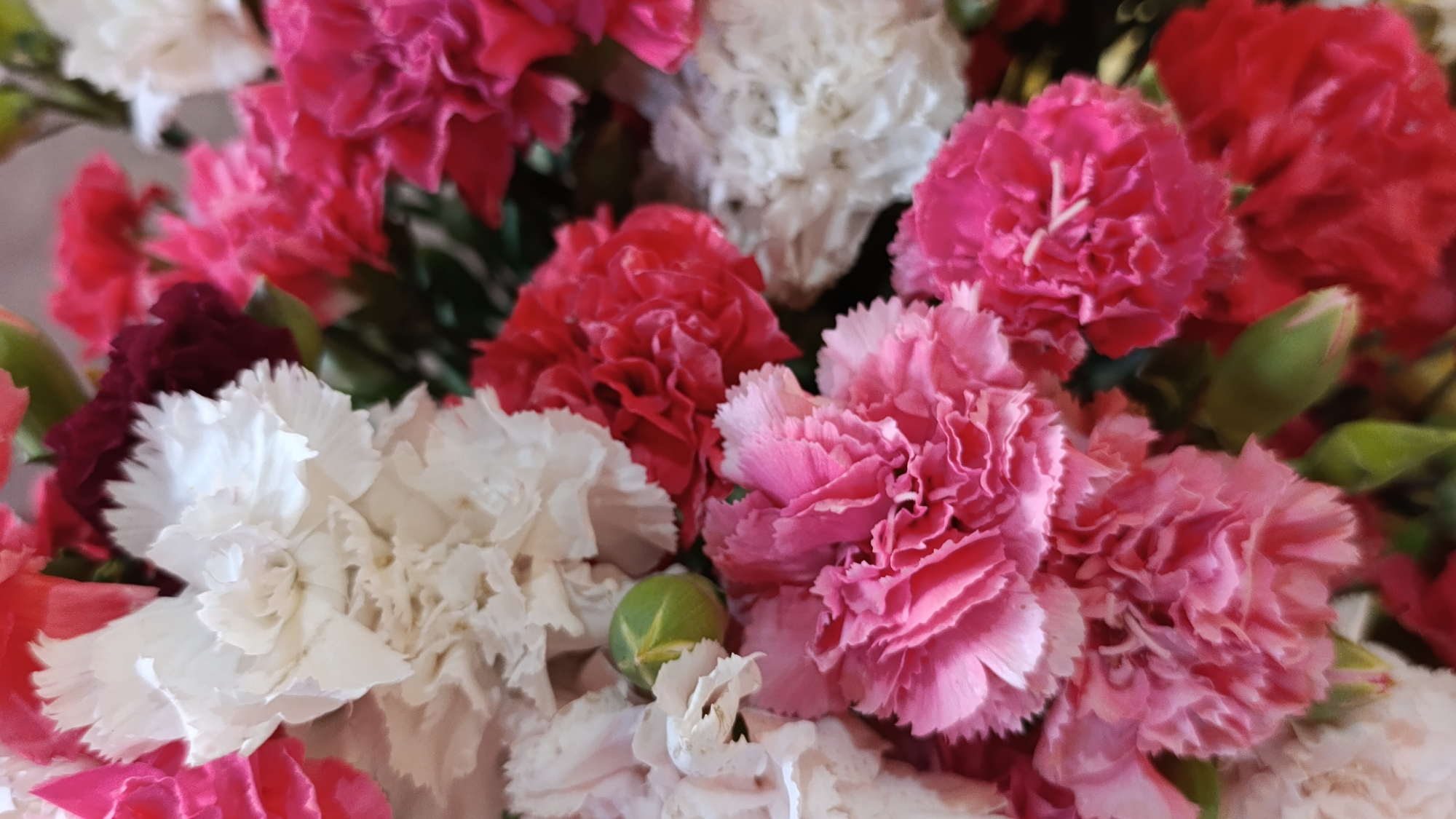 Flores Frescas