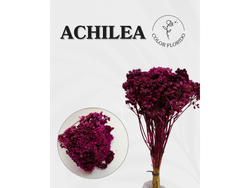 Achilea