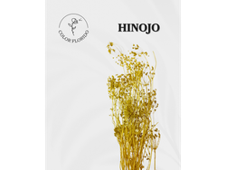 Hinojo