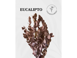 Eucalipto preservado