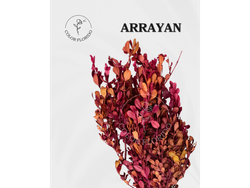 Arrayan