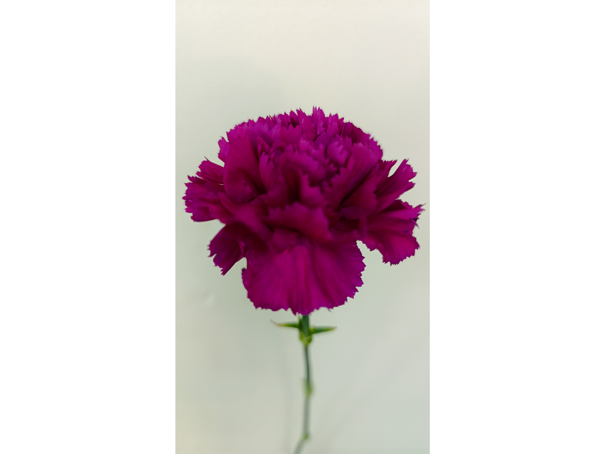 Clavel de Color Florido