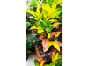 Variedad de Plantas de Interior