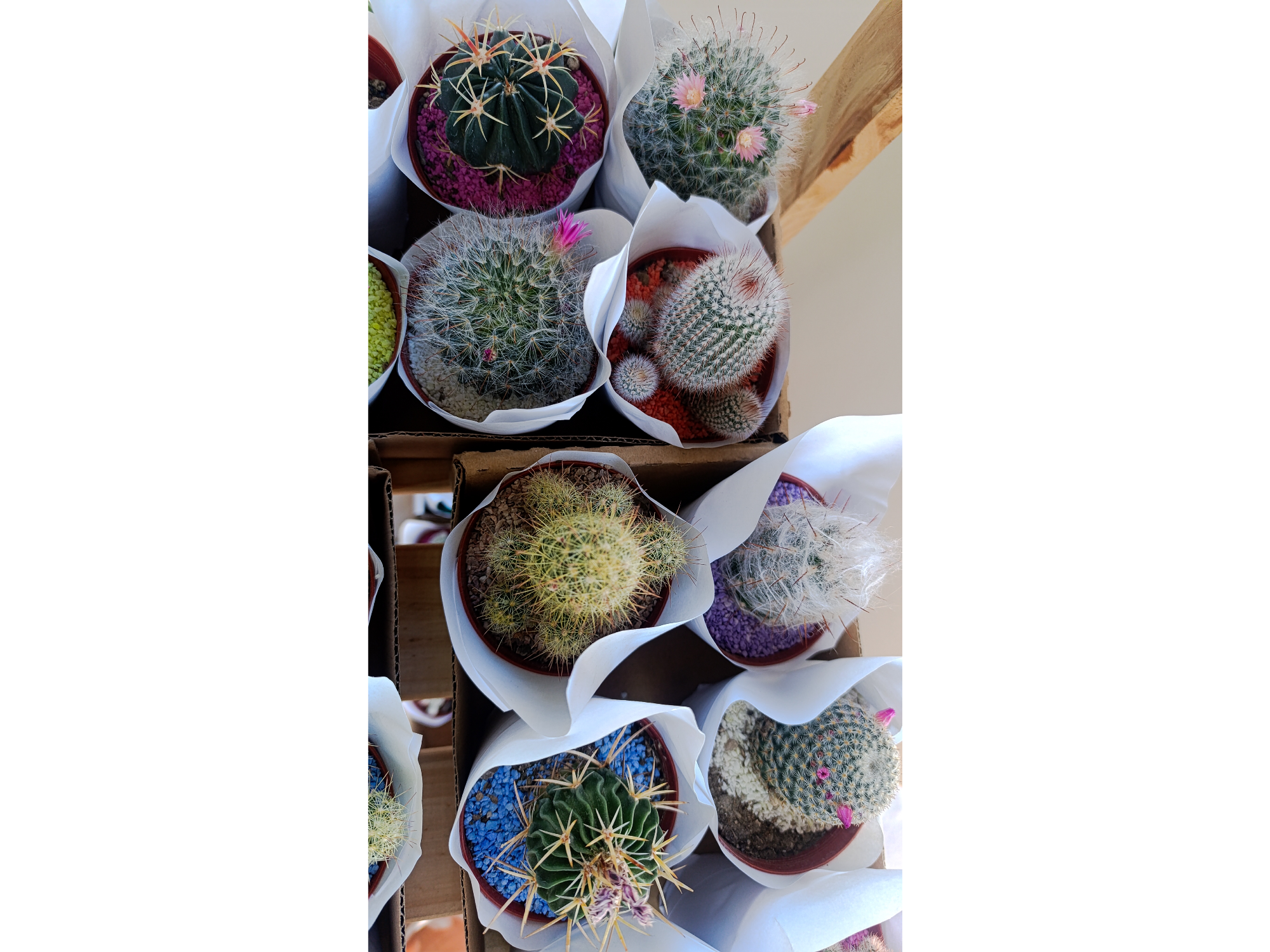 Cactus Mediano