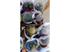 Cactus Mediano