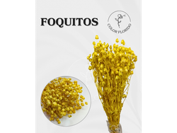 Foquitos