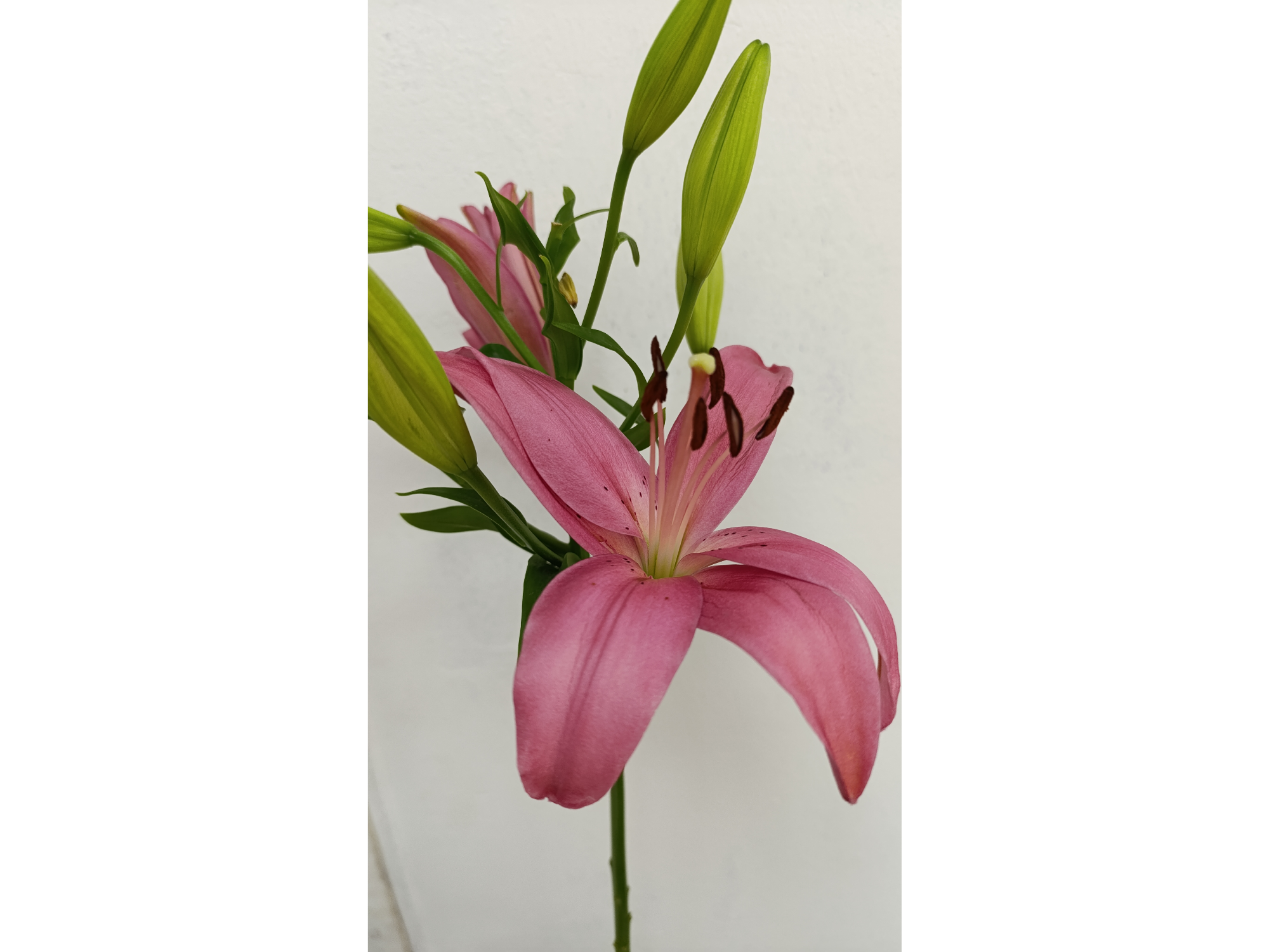 Lilium