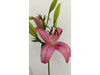 Lilium