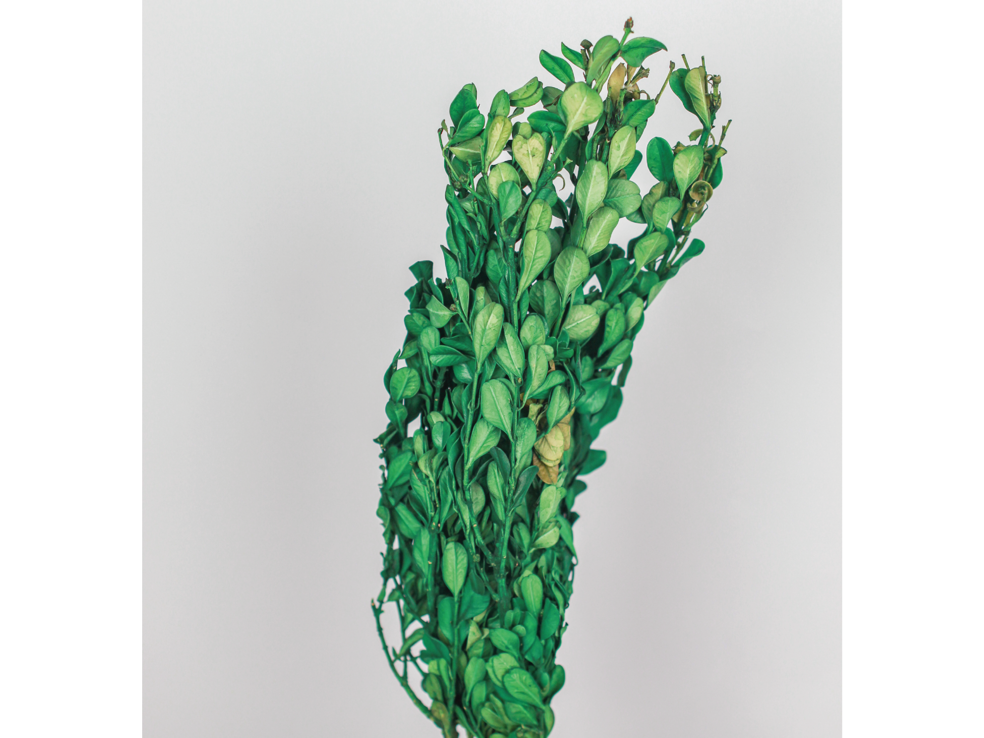 Color Florido | Arrayan