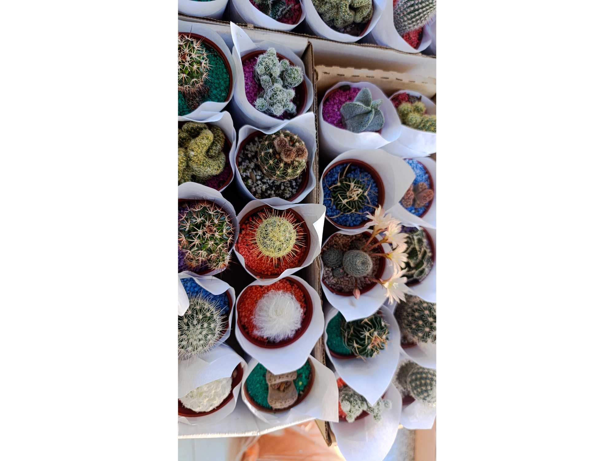 Cactus Chico