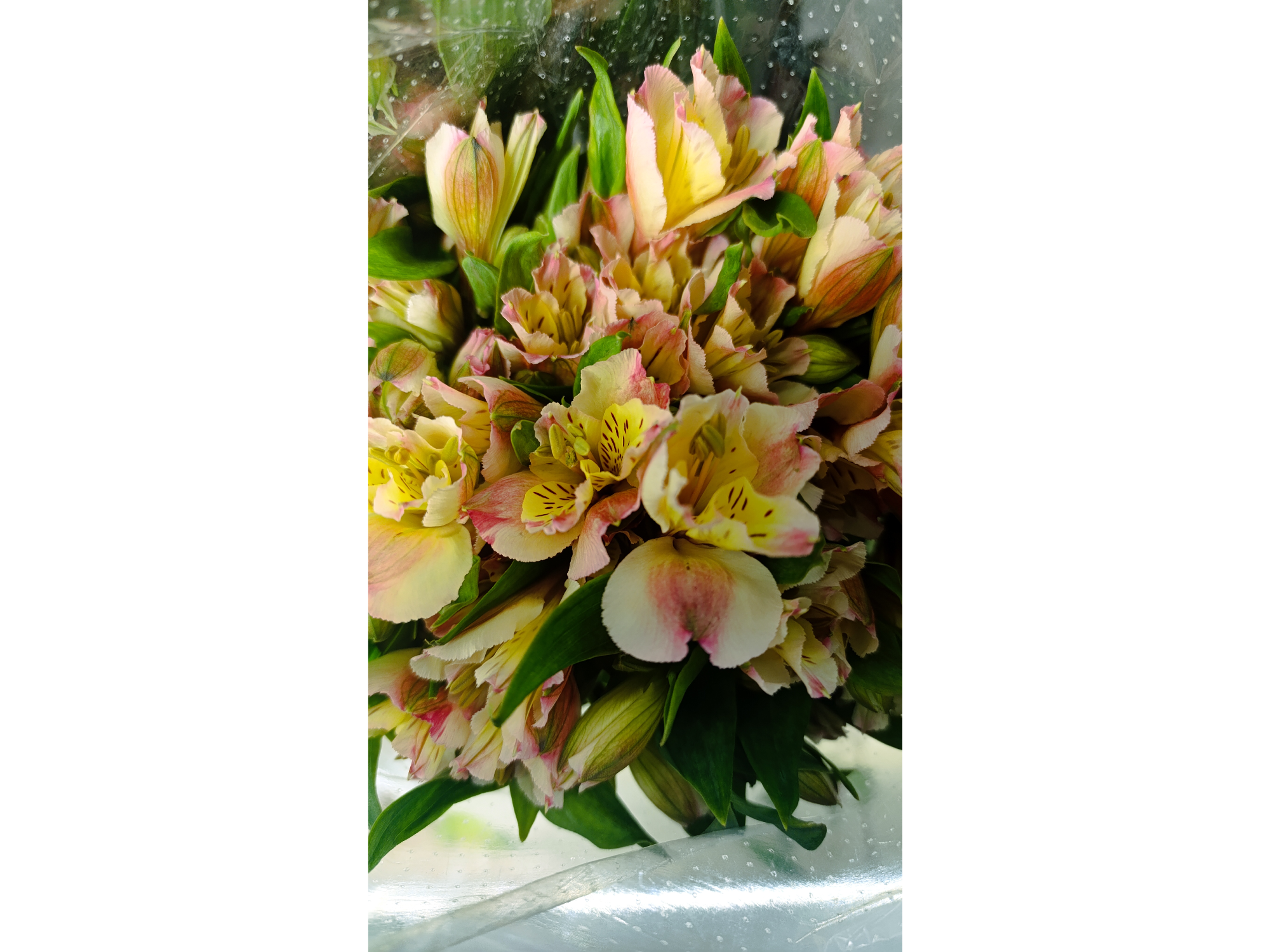 Alstroemeria de Color Florido
