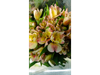 Alstroemeria