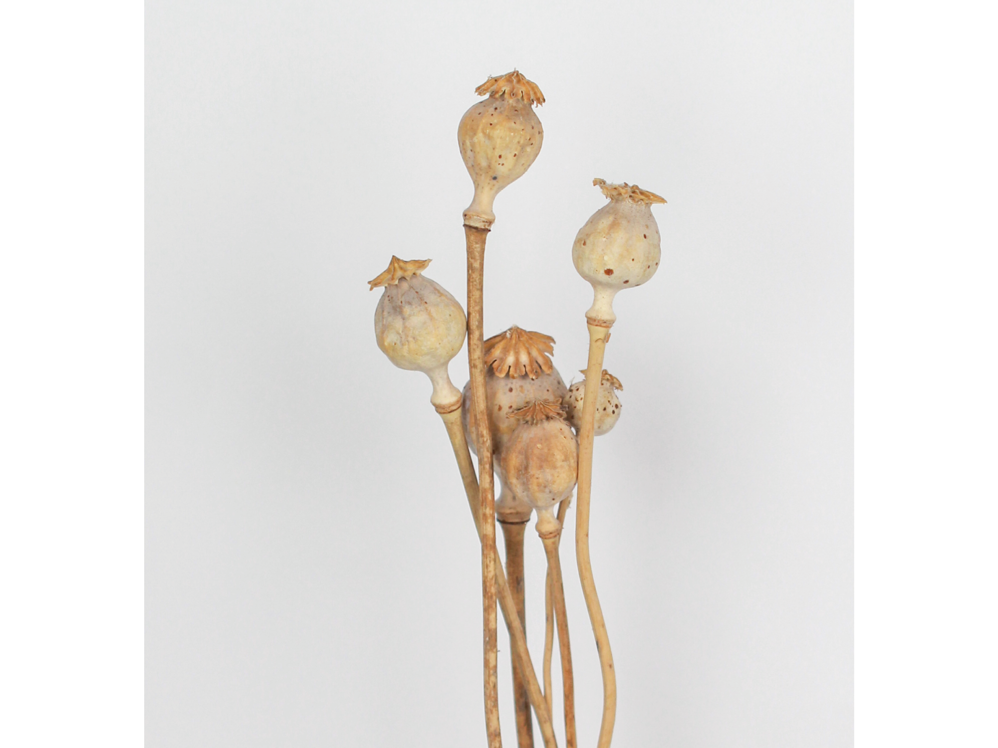 Amapolas grandes x 6