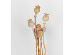 Amapolas grandes x 6