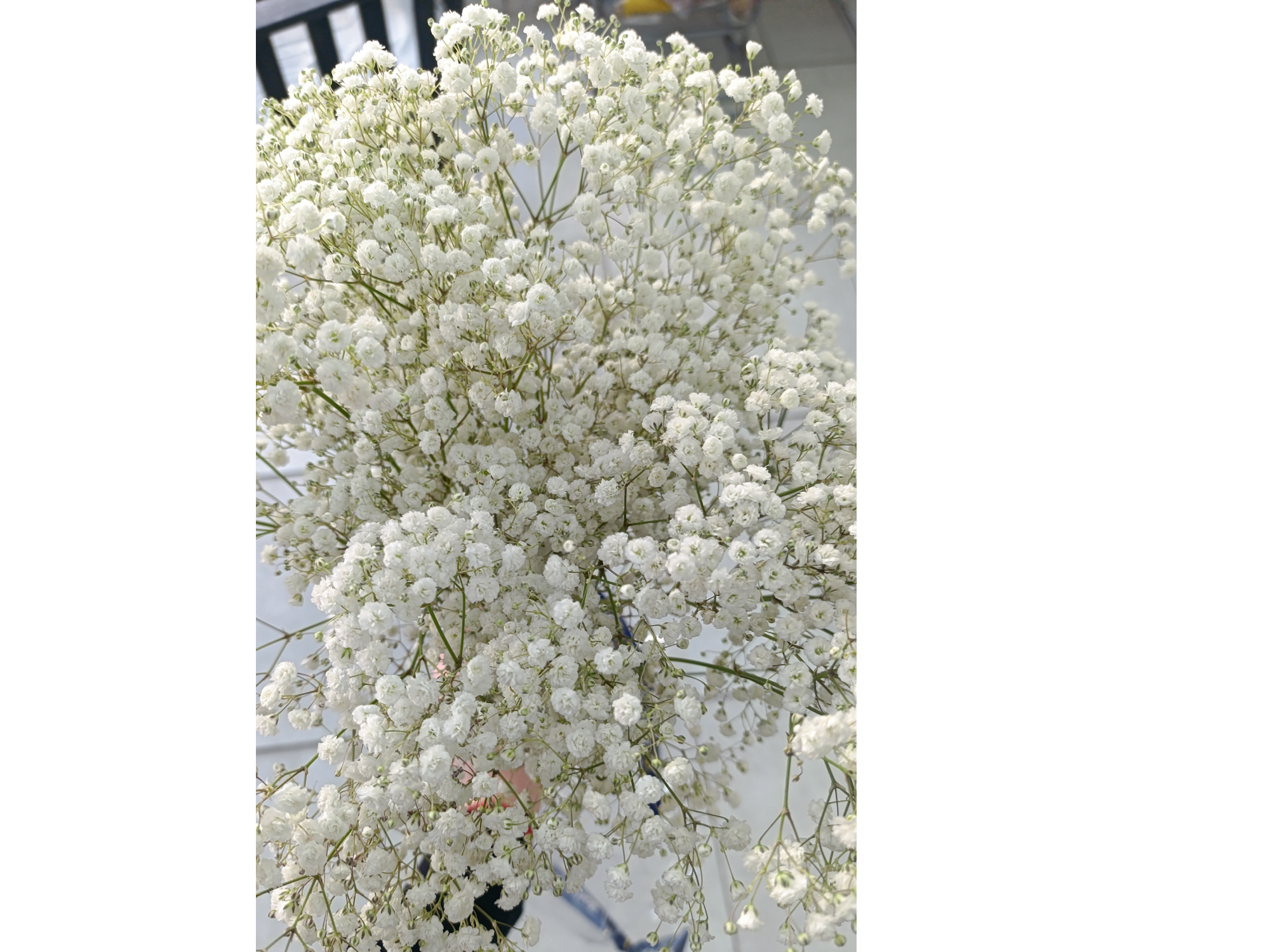 Gypsophila Importada