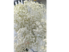 Gypsophila Importada