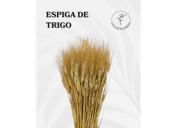 Espiga de trigo x 80