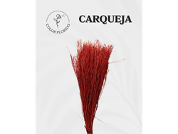 Carqueja