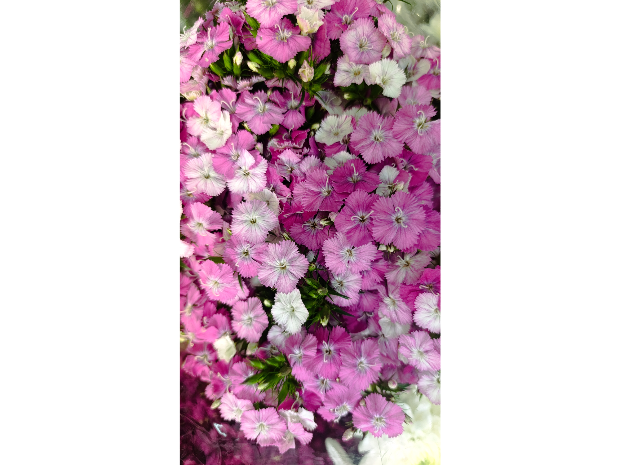 Dianthus