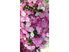 Dianthus