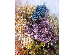 Amobium