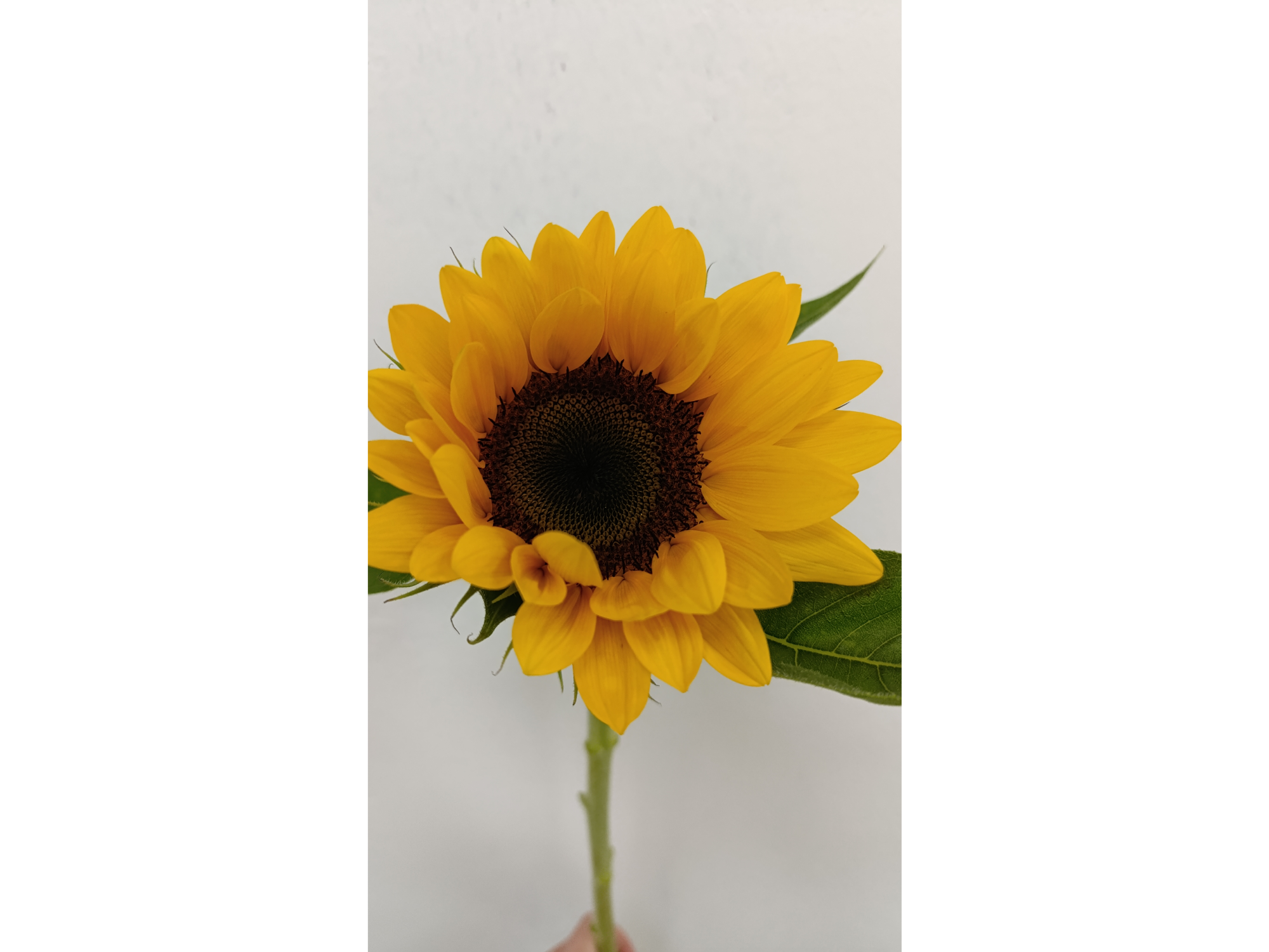Girasol