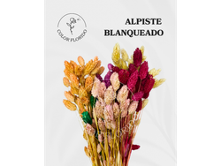 Alpiste Blanqueado