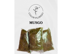 Musgo