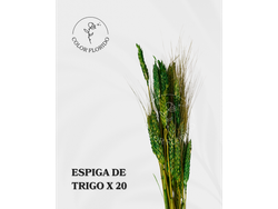 Espiga de trigo x 20