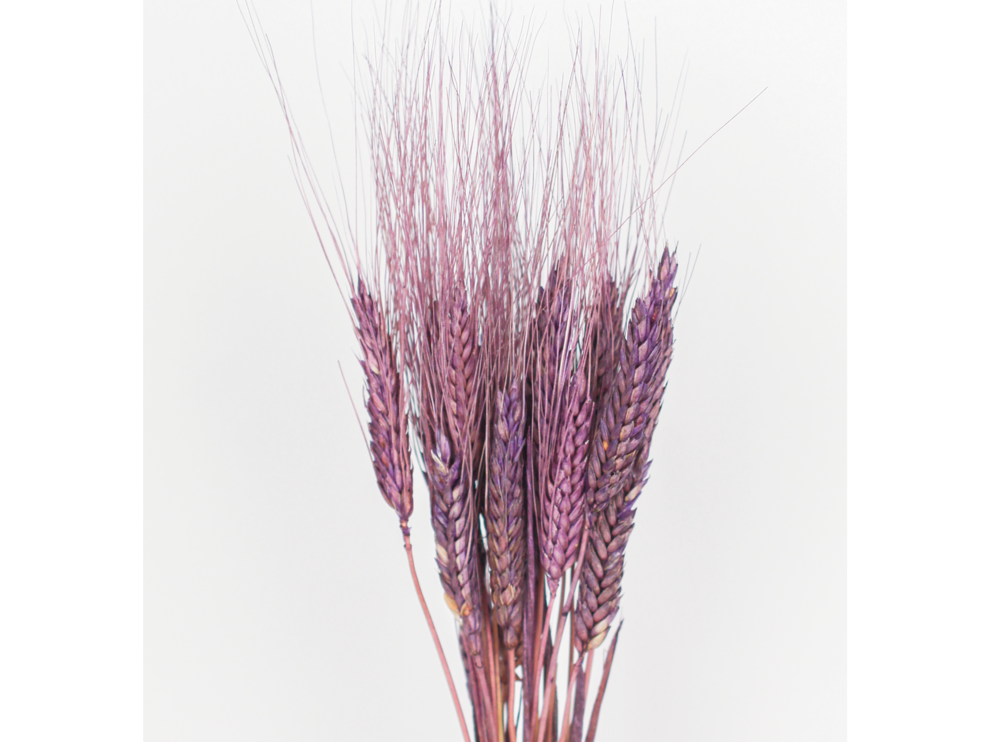 Espiga de trigo x 20