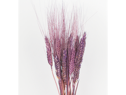 Espiga de trigo x 20