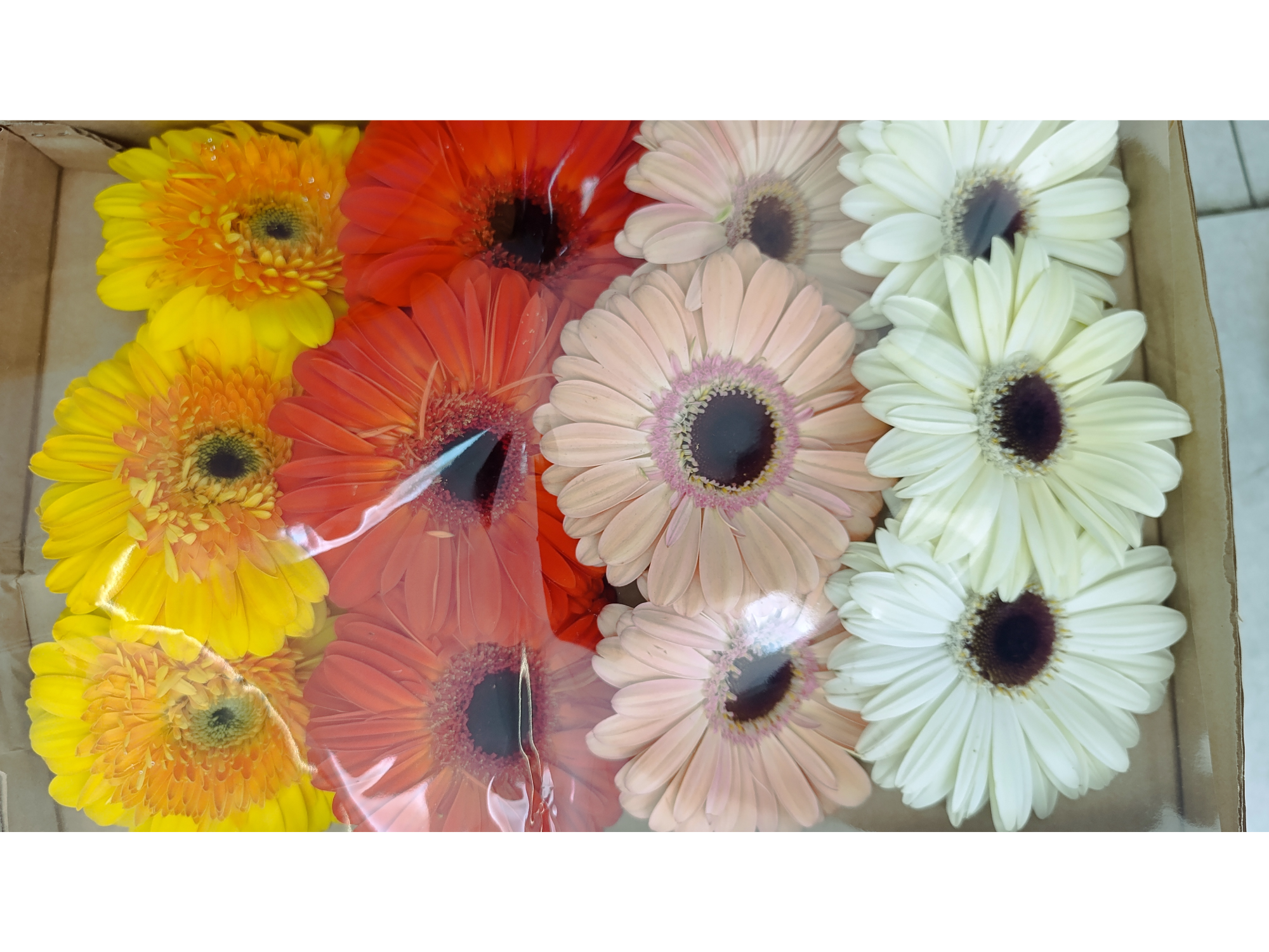 Gerbera
