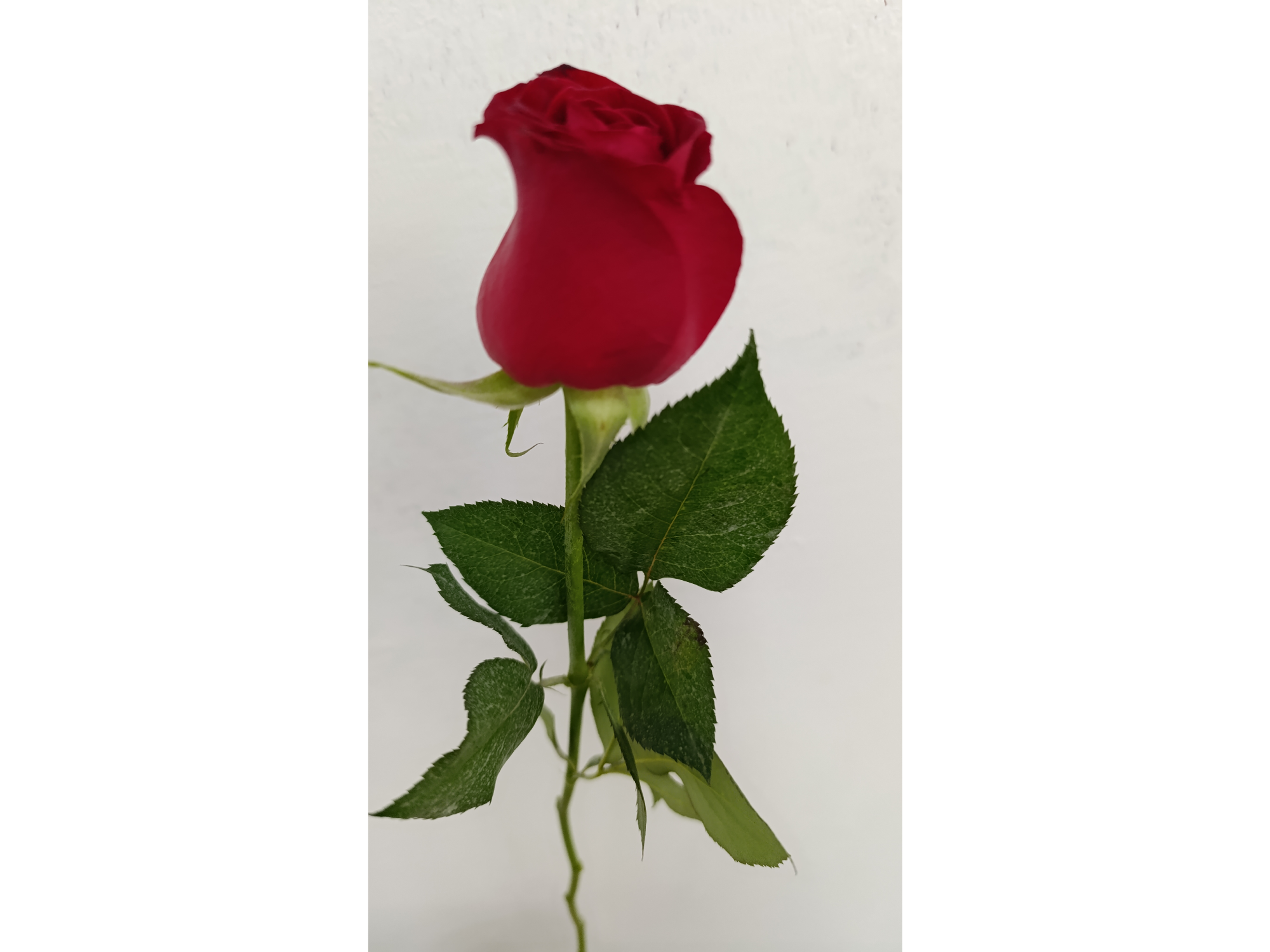 Rosa Importada x unidad