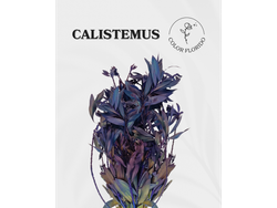 Calistemun