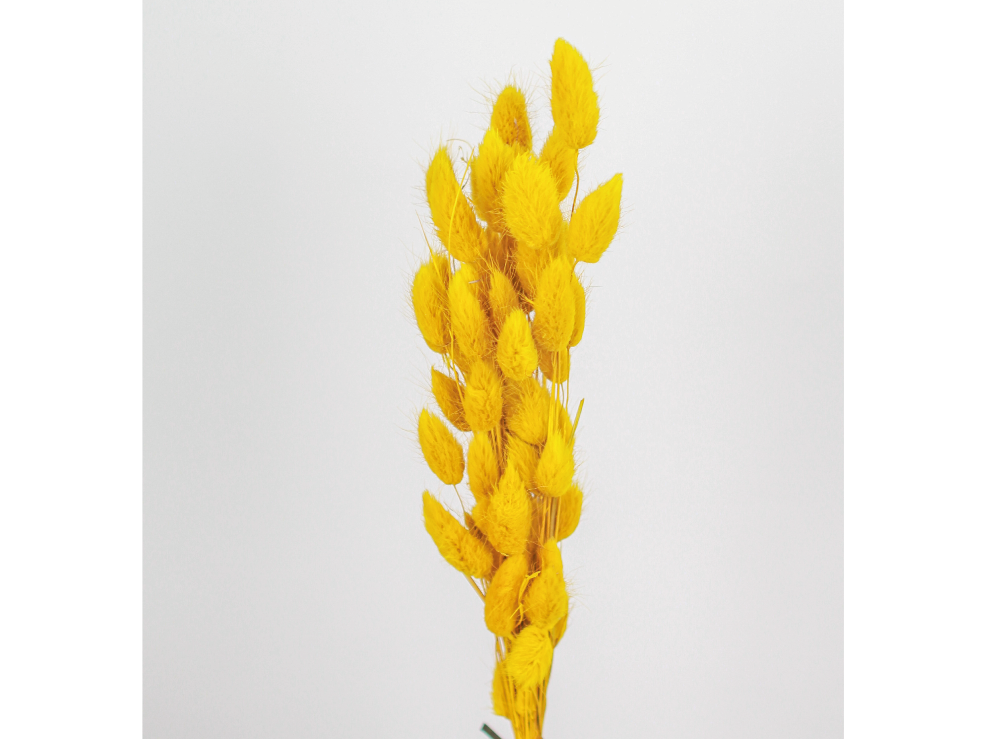 Colitas de vison chica