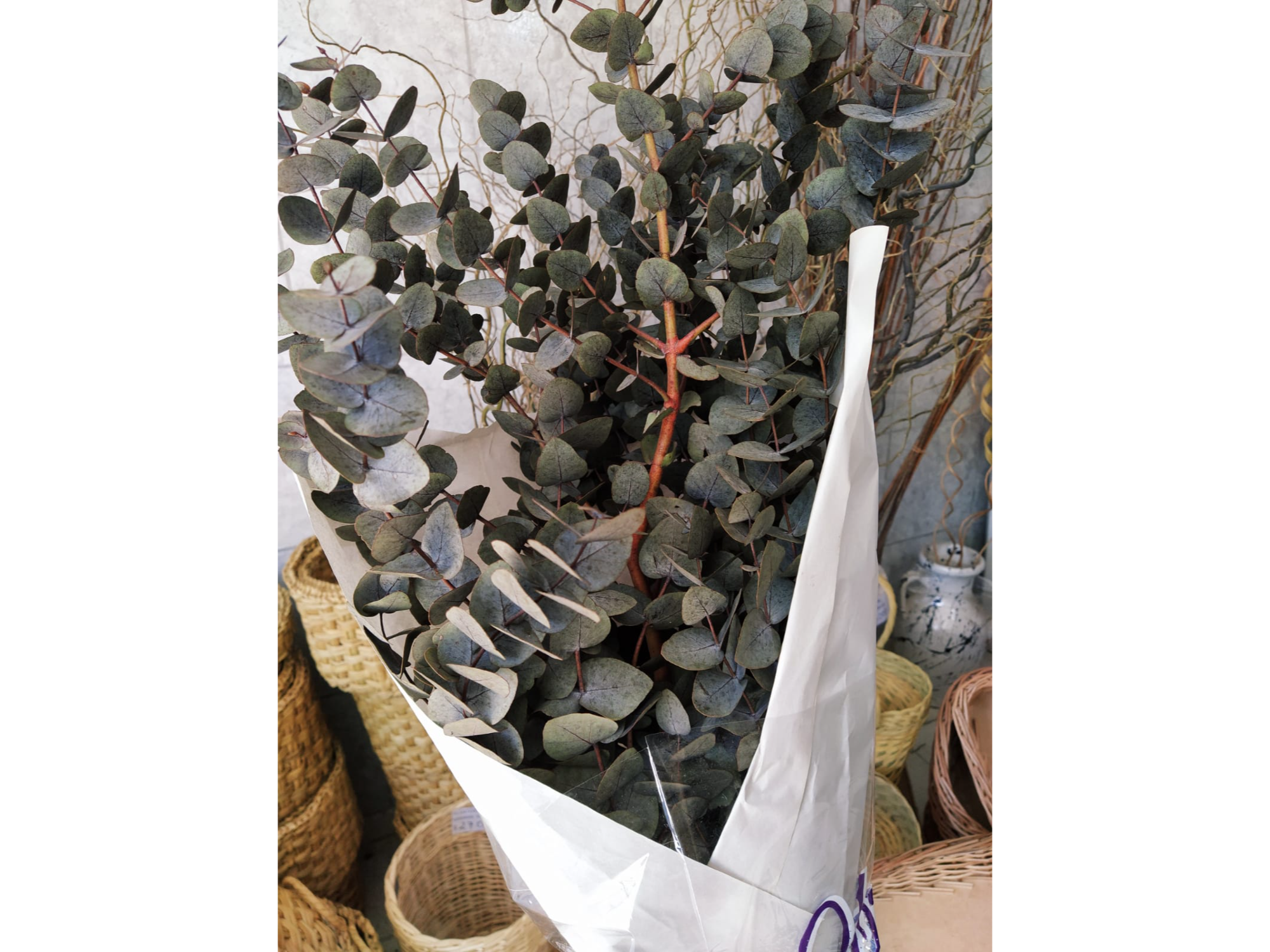 Eucalipto preservado