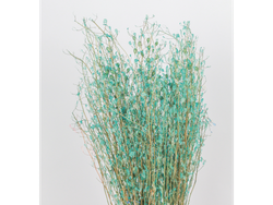 Arroz nacarado/ Falso Lino