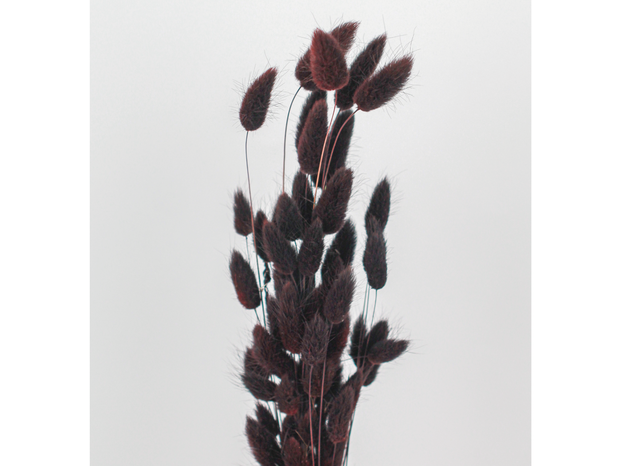 Colitas de vison Grande