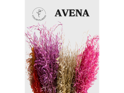 Avena