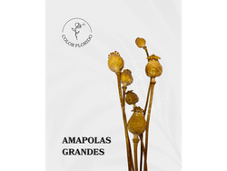Amapolas grandes x 6